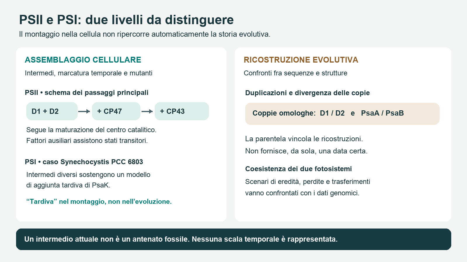 Schema che distingue assemblaggio cellulare ed evoluzione dei fotosistemi